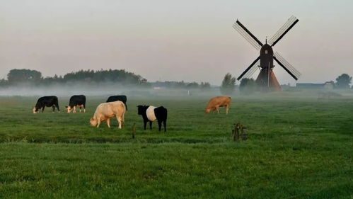 荷兰家庭农场 小国大农业的奇迹密码