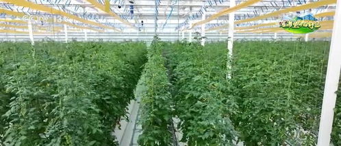 科技赋能让农业生产更智慧 为粮食丰收保驾护航